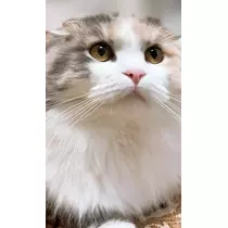 ゆうり