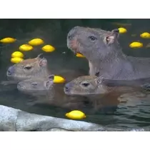 もも