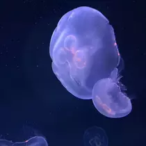 なつ