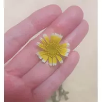 まこと