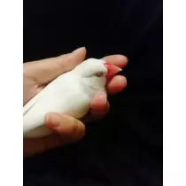 ちよママ