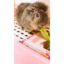 お茶の水うらん