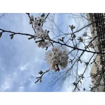 あおい