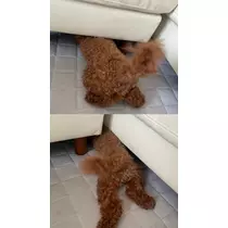 かの