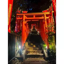 向日葵 ひまり