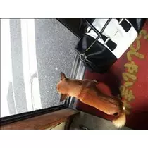 桃瀬 百華
