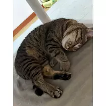花咲 みらい