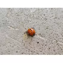ひな
