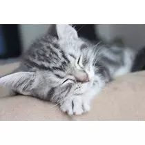 ちさ