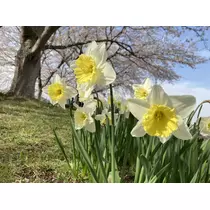 宝條 夏恋