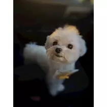 葉月 りほ