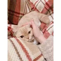 あおい
