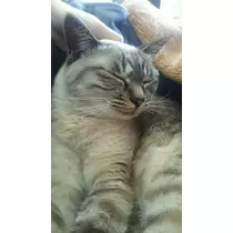 ひな