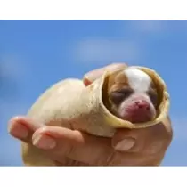 七星 夏純