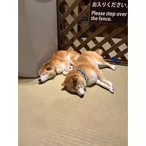 ヒヨリ