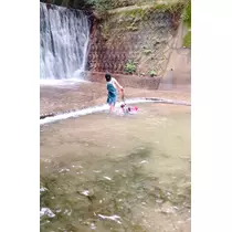 さくら