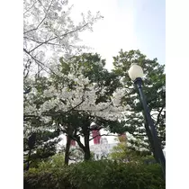 ゆい
