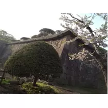 七星 夏純