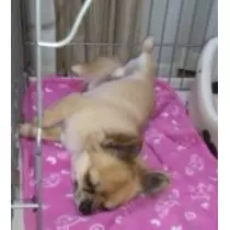 みやび