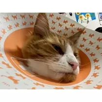 桐島 りゅう