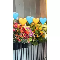 きょう