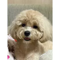 芹奈