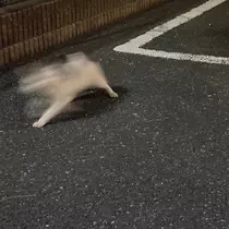 マユ