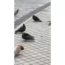 もも
