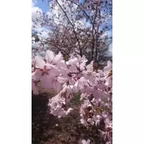 成海 まお