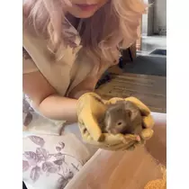 もね