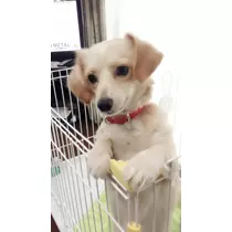 立花 咲