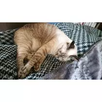 ひな