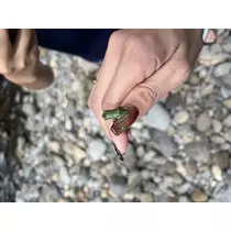 みさ