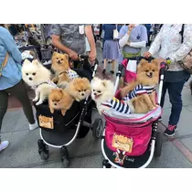 さくら