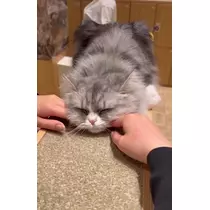 みるく