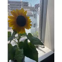あおい