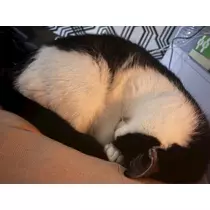 ふうか