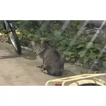 結城 かなの