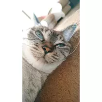 ひな