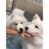 咲良 水月