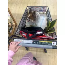 あいら