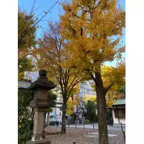 ふう
