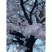 りな