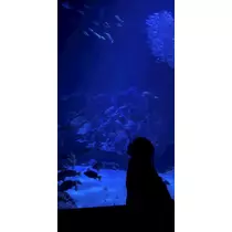 あや