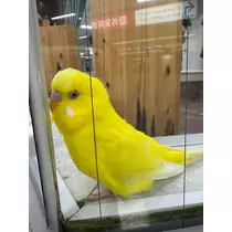 華宮 りりあ
