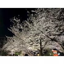 なつき
