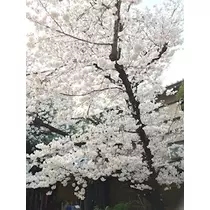 姫花