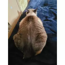ひな