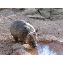 りか