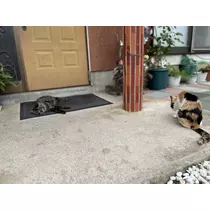 えりか